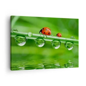 Tablou pe pânză Canvas - Buburuze pe o fir de iarbă cu picături de rouă într-un cadru natural - 70x50cm - Pe drum toată vara - Decorațiune modernă pentru perete pentru living și dormitor ARTTOR