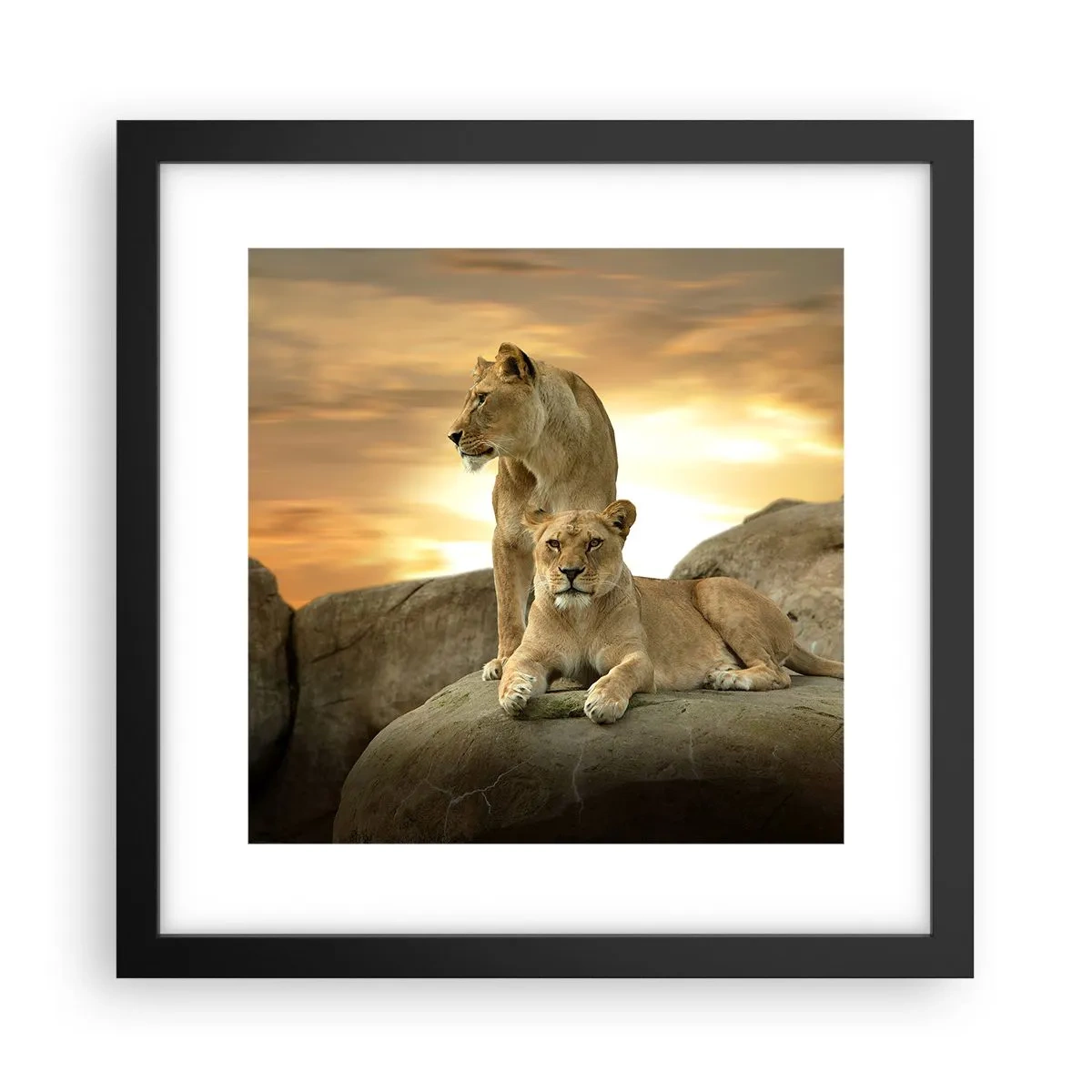 Poster în ramă neagră - Maiestate regală - 30x30 cm