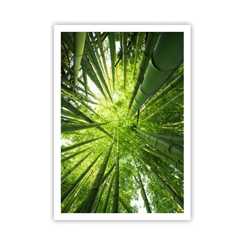 Poster - Într-o pădure de bambus - 70x100 cm