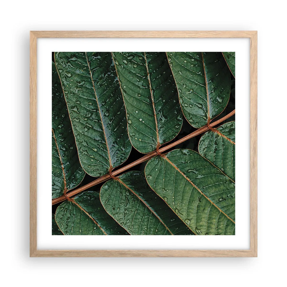 Poster în ramă de stejar deschis - Într-un ritm verde - 50x50 cm