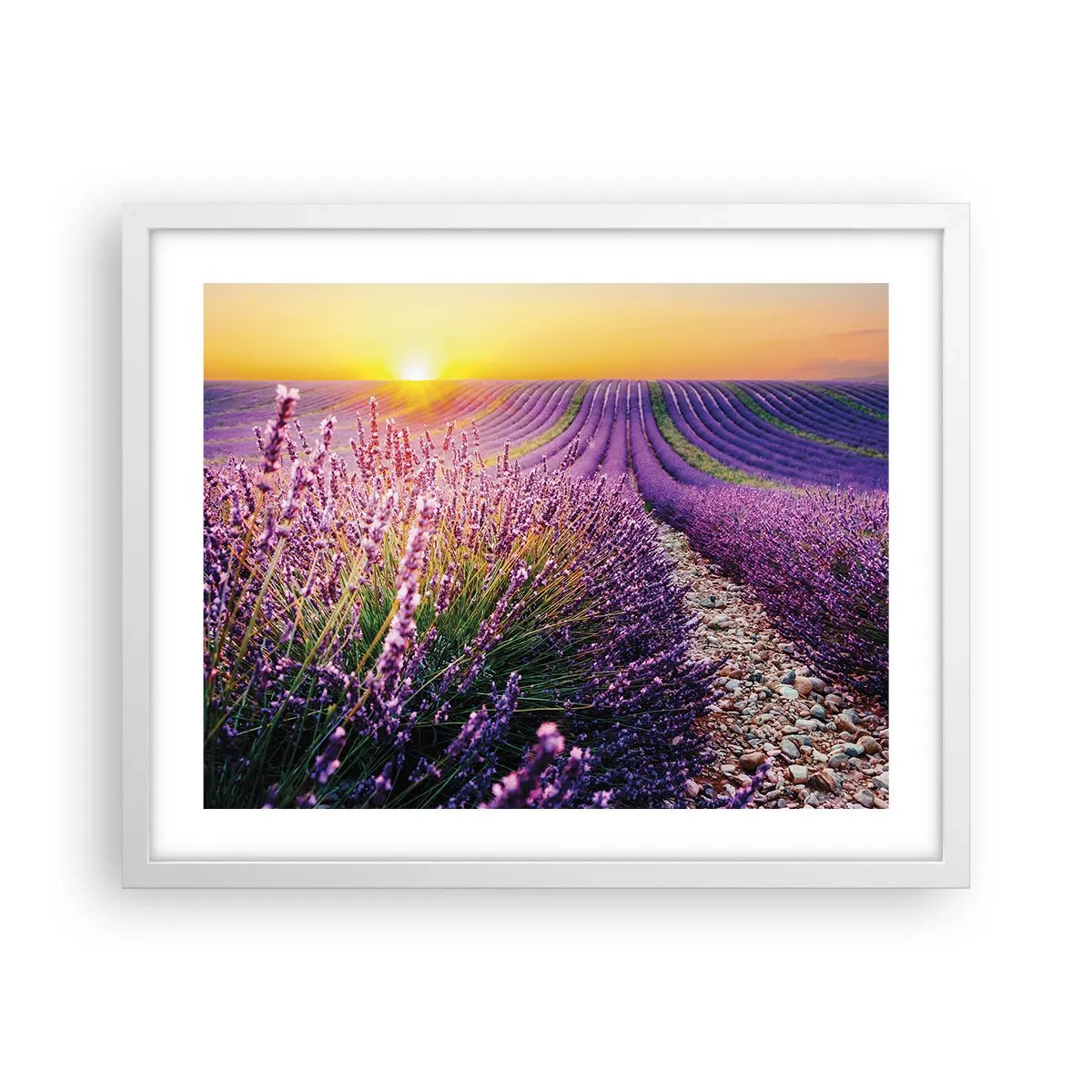 Poster în ramă albă - Câmpul parfumat - 50x40 cm