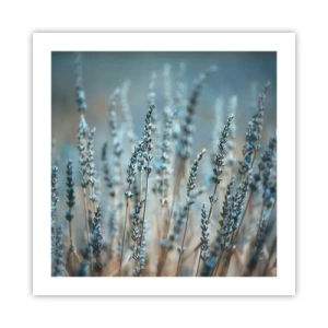Poster - Câmpul parfumat - 50x50 cm