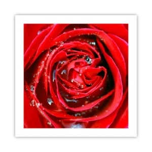 Poster - În picături de rouă - 50x50 cm