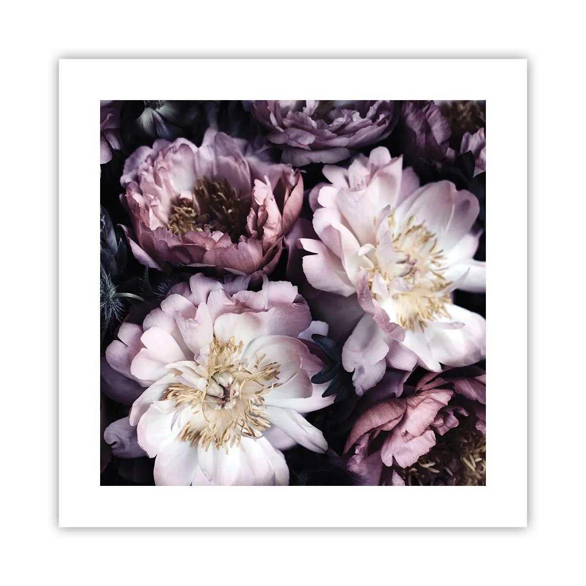 Poster - Buchet în stil vechi - 40x40 cm