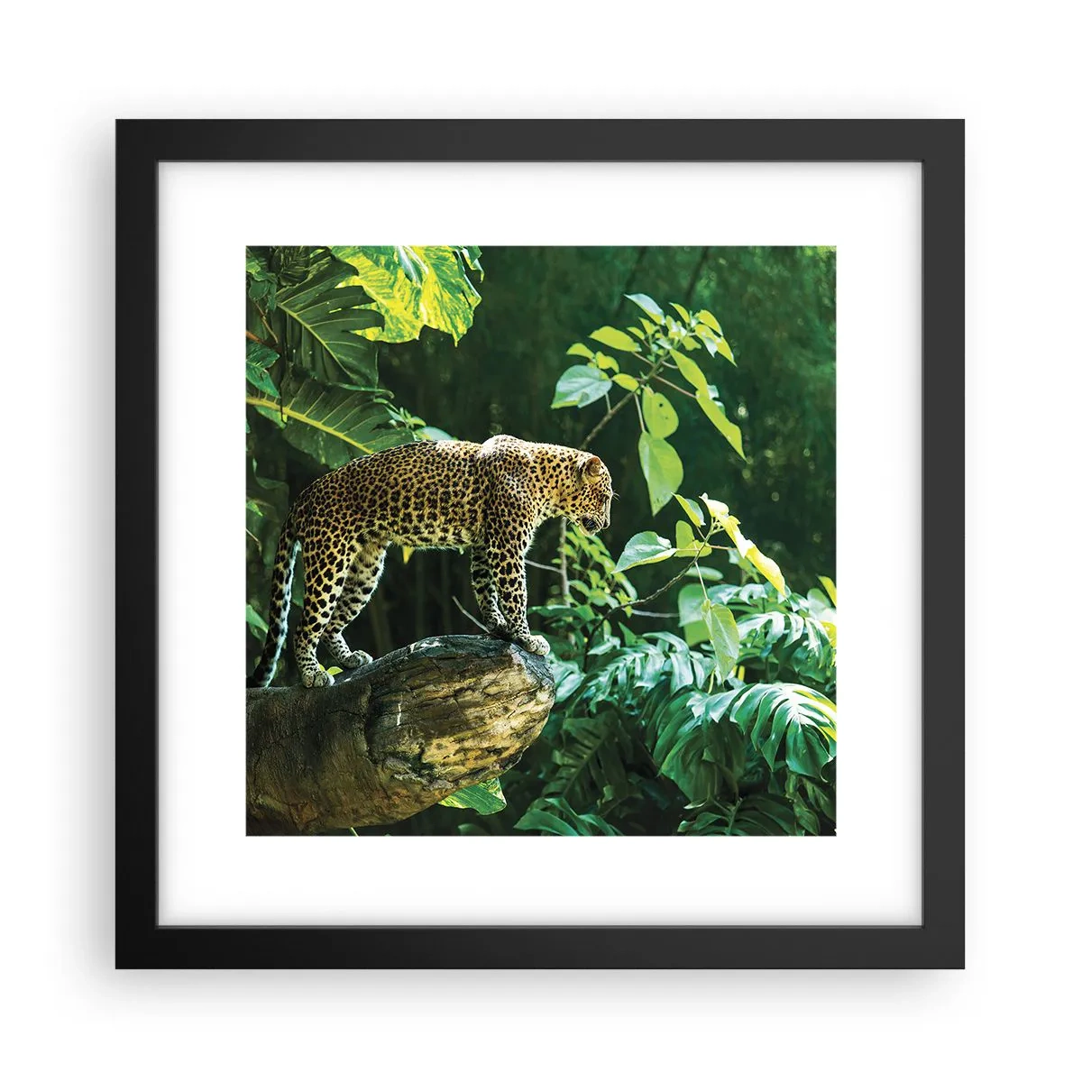 Poster în ramă neagră - La vânătoare? - 30x30 cm