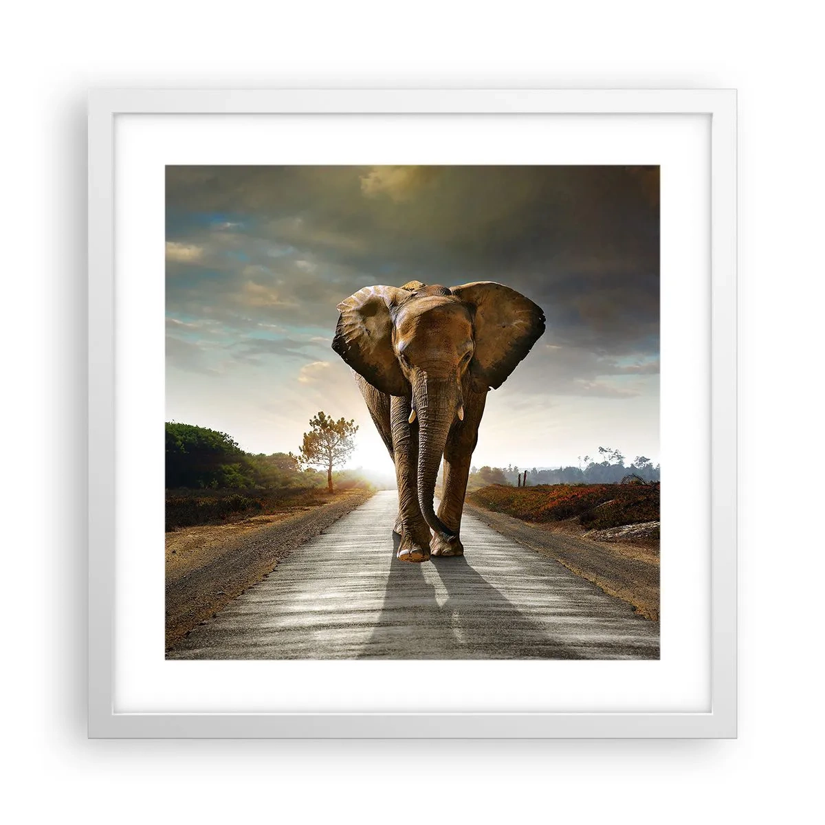 Poster în ramă albă - Și-a pierdut cipicii... - 40x40 cm