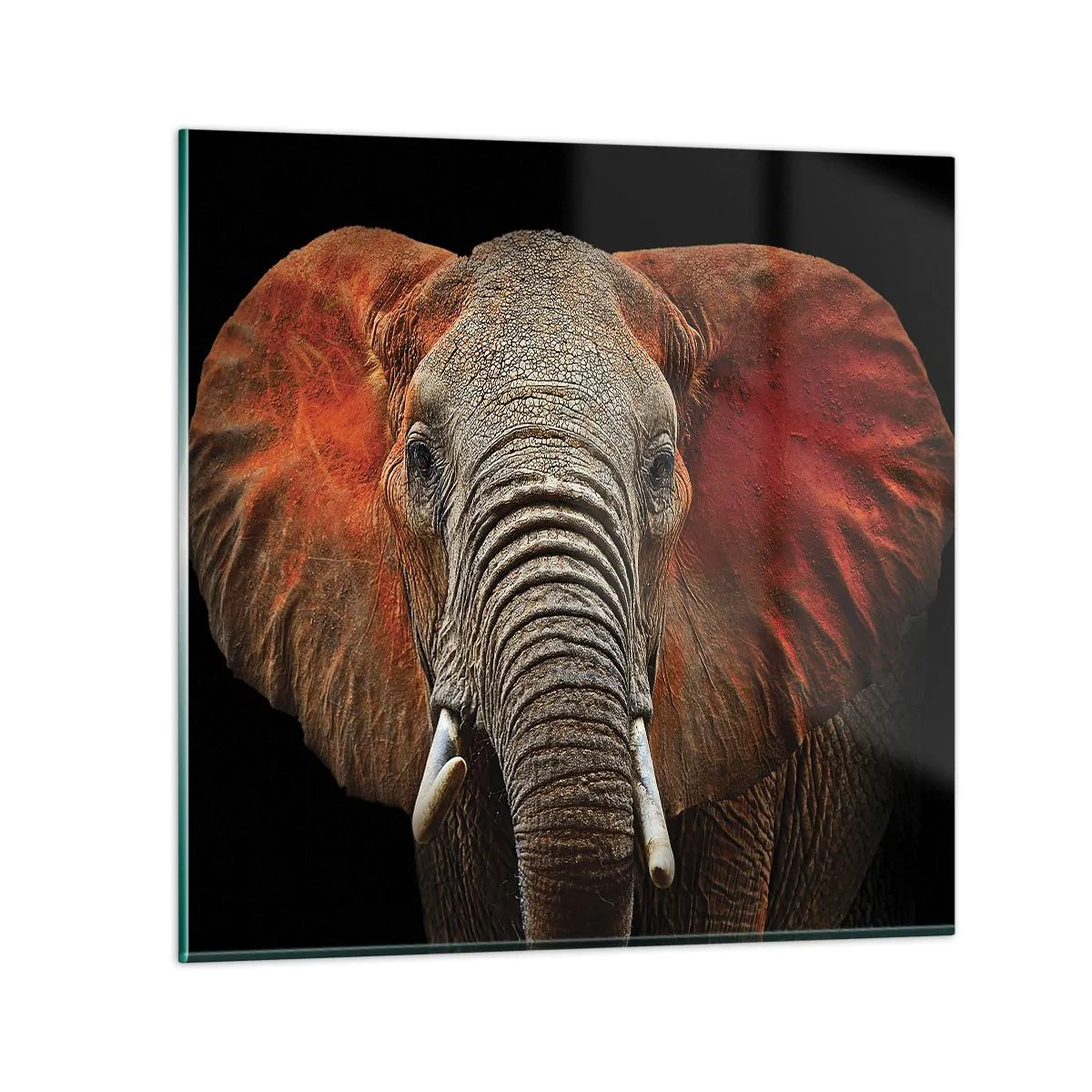 Tablou pe sticlă - Sunt sălbatic, și tu? - 60x60 cm