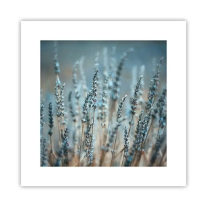 Poster - Câmpul parfumat - 30x30 cm