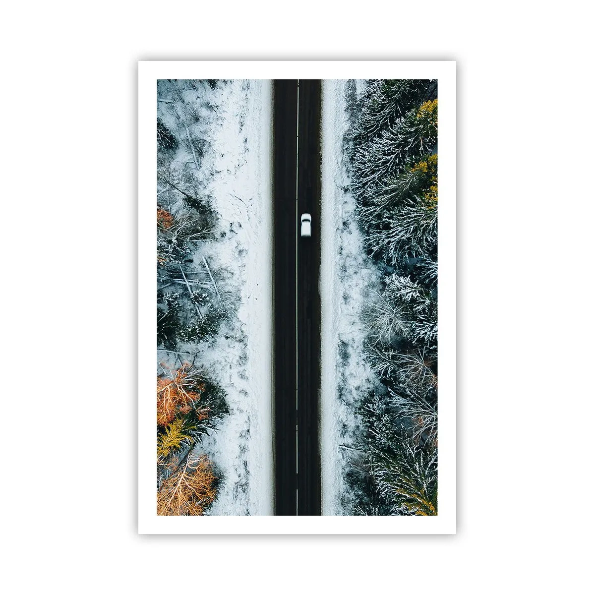 Poster - Prin pădurea de iarnă - 61x91 cm