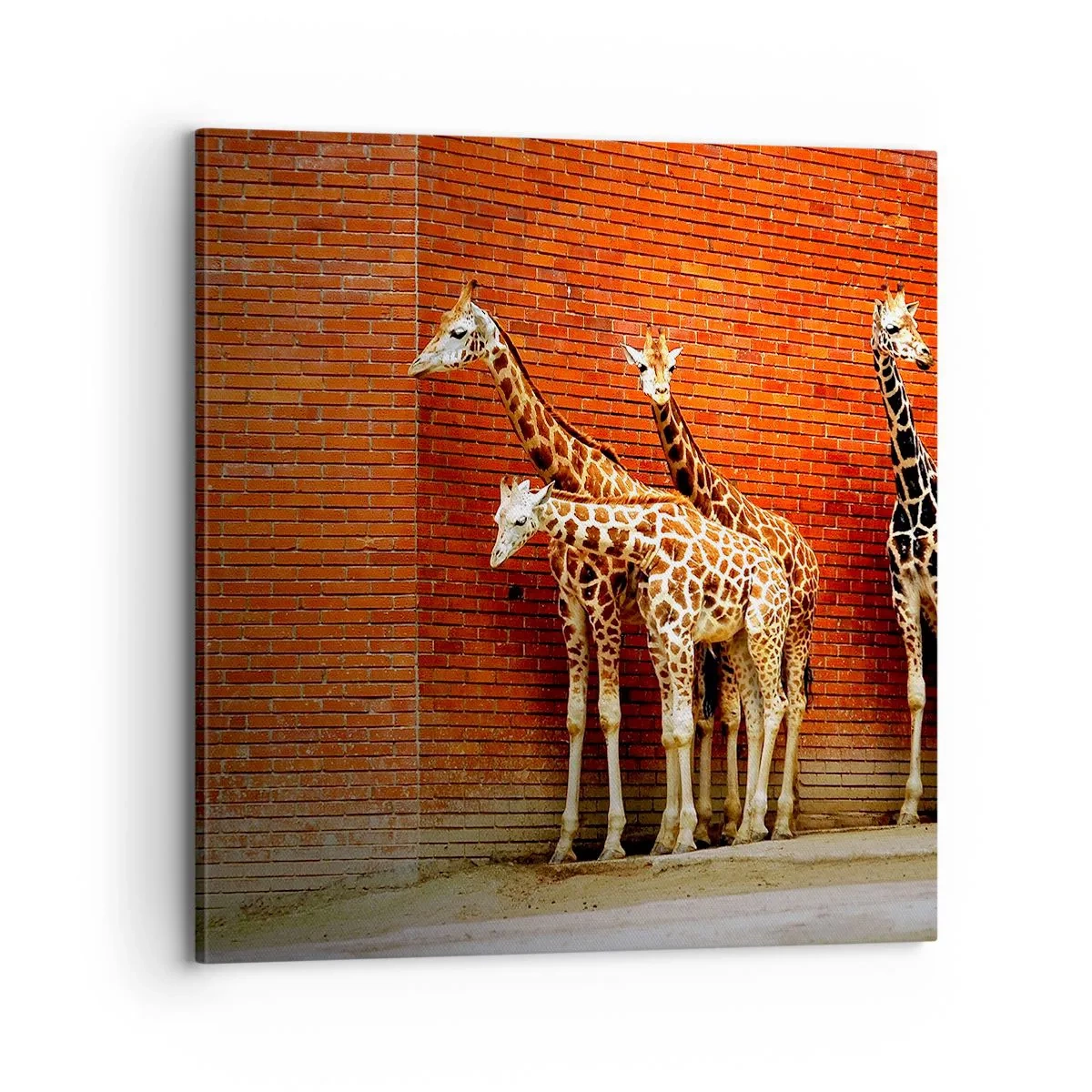 Tablou pe pânză - Vezi vreun salcâm? - 70x70 cm