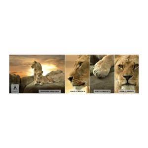 Mostră de Tapet Standard Eco - Maiestate regală - Animale, Leu, Natură - 100x30 cm