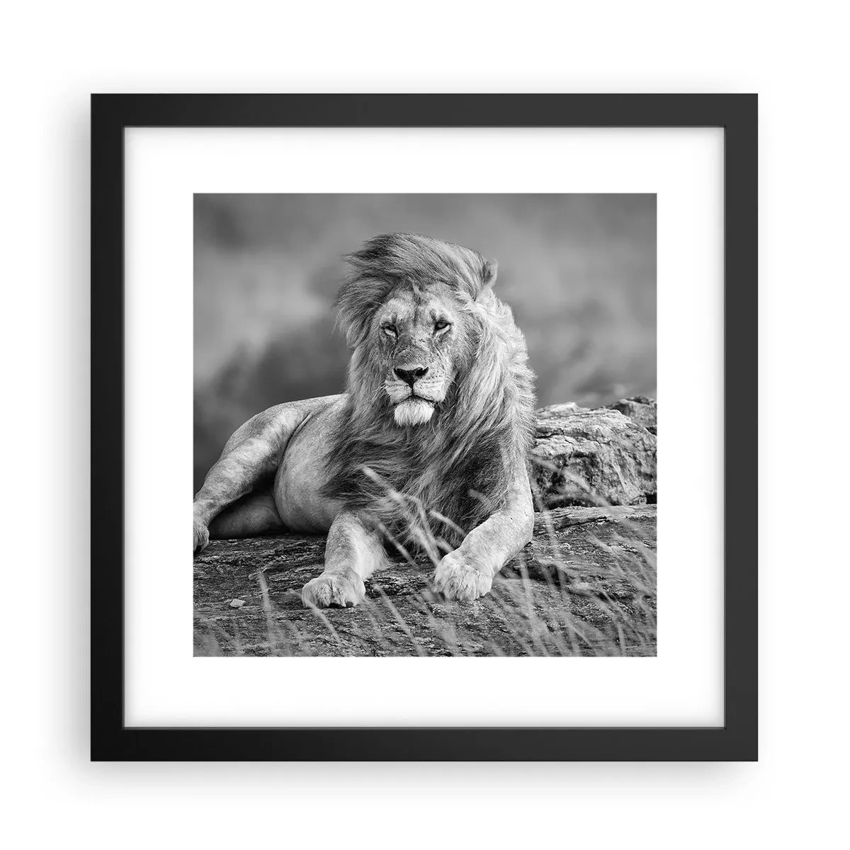 Poster în ramă neagră - Siesta regală - 30x30 cm