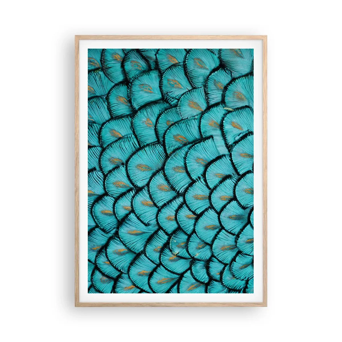 Poster în ramă de stejar deschis - Marea gală a penelor - 70x100 cm