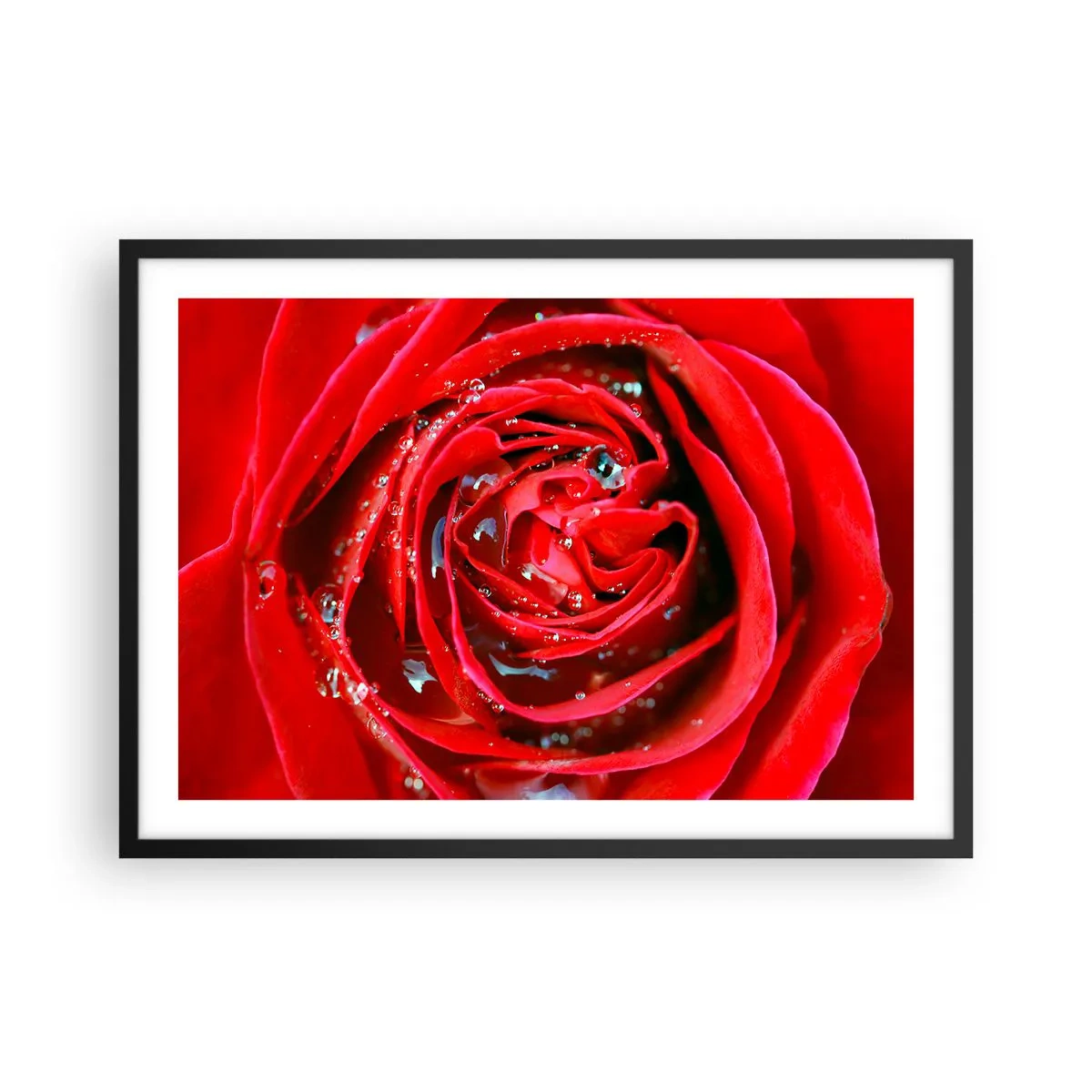 Poster în ramă neagră - În picături de rouă - 70x50 cm