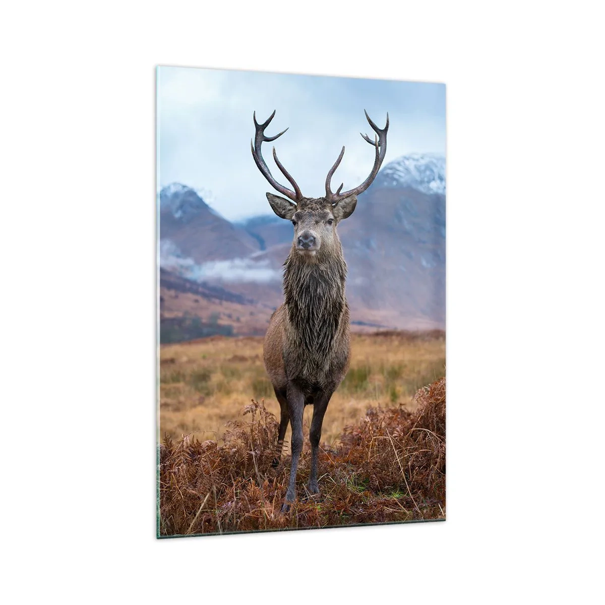 Tablou pe sticlă - Pe propriul lui teritoriu - 70x100 cm