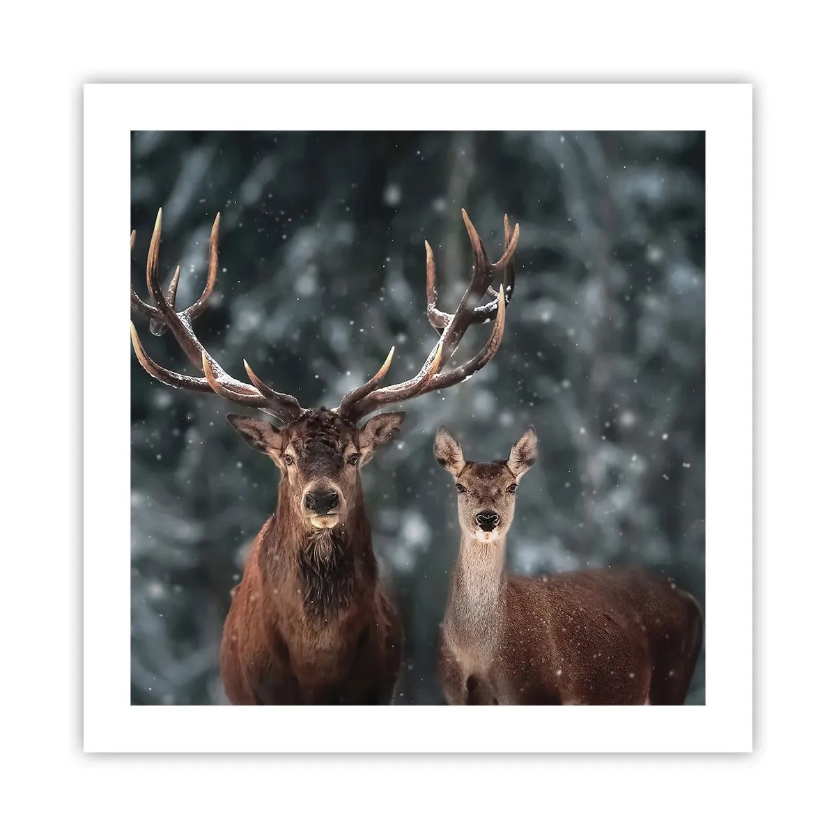 Poster - Stăpânul pădurii și soția sa - 50x50 cm