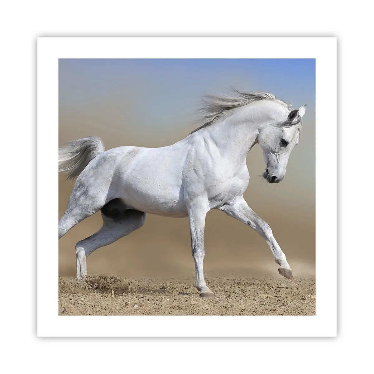 Poster - Cea mai frumoasă poveste arabă - 50x50 cm