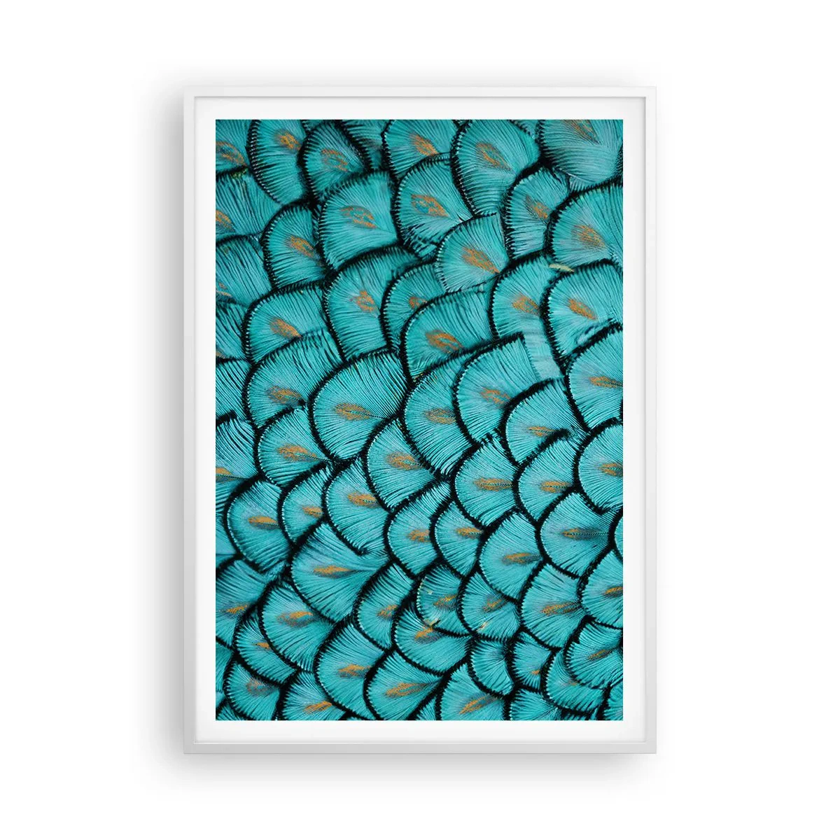 Poster în ramă albă - Marea gală a penelor - 70x100 cm
