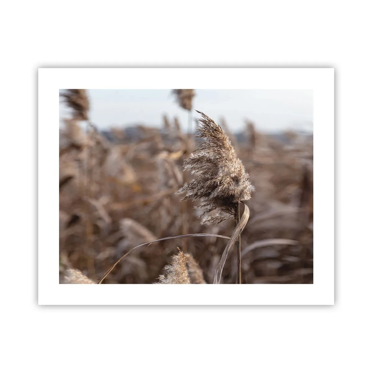 Poster - E timpul să zbori cu vântul - 50x40 cm