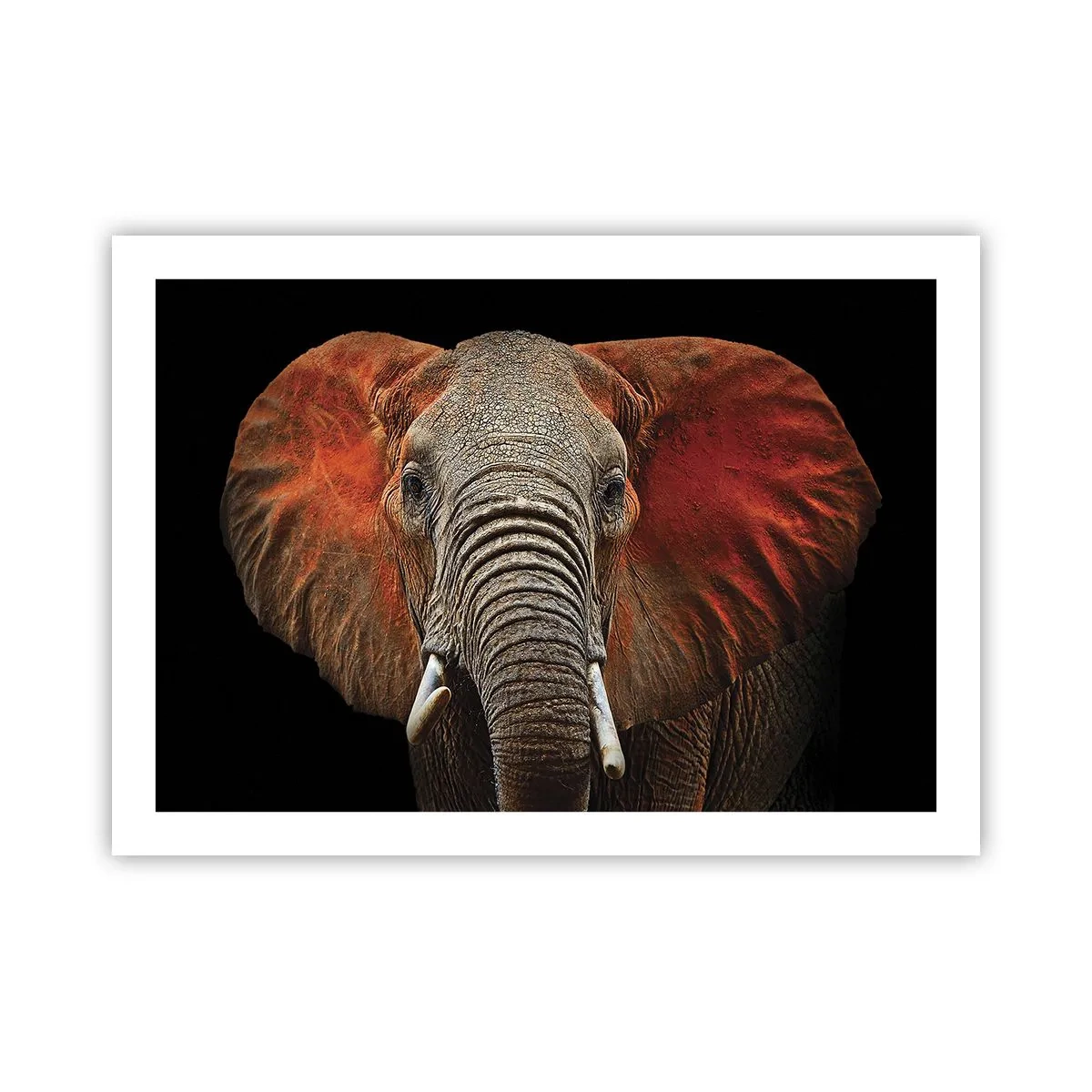 Poster - Sunt sălbatic, și tu? - 70x50 cm