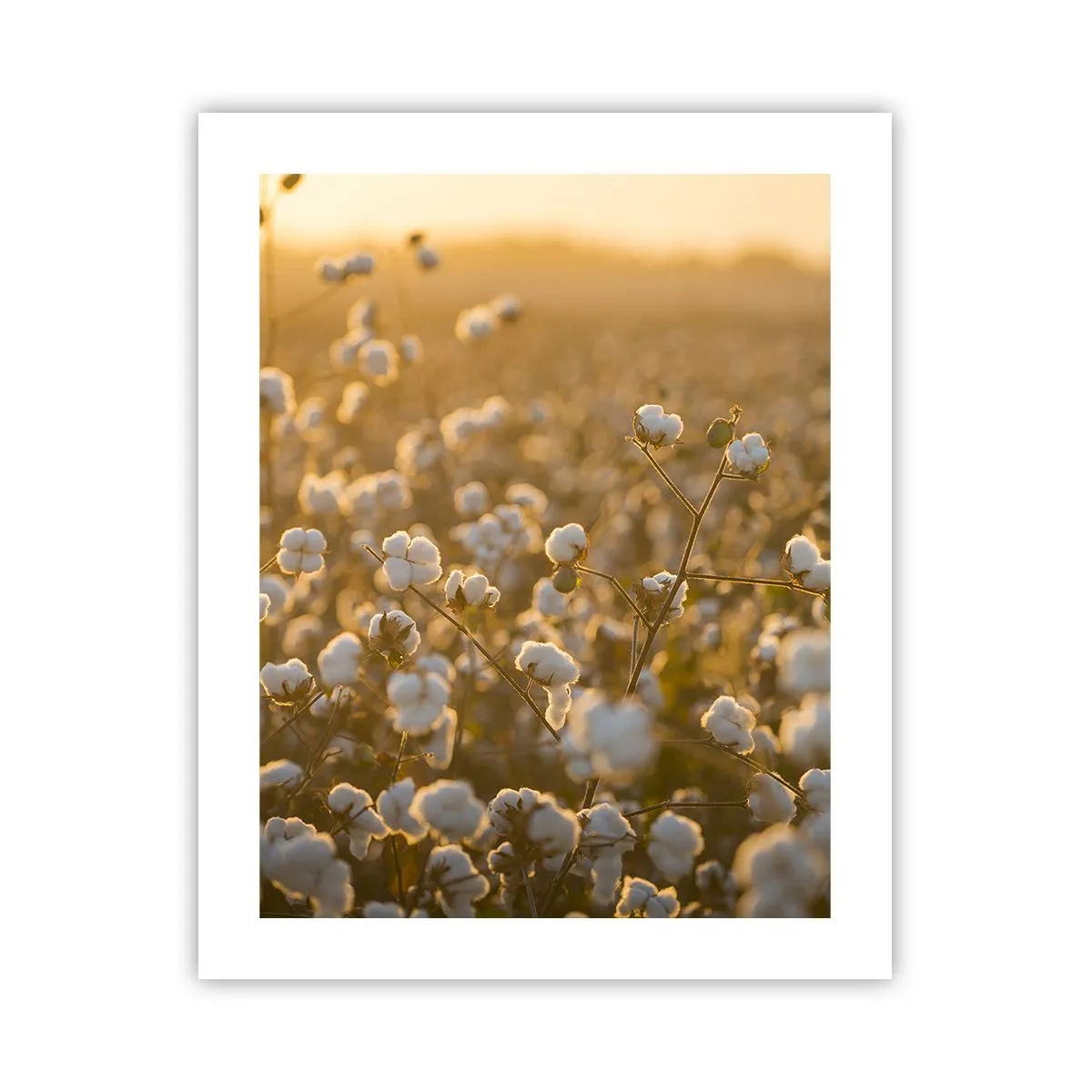 Poster - Câmp pufos - 40x50 cm