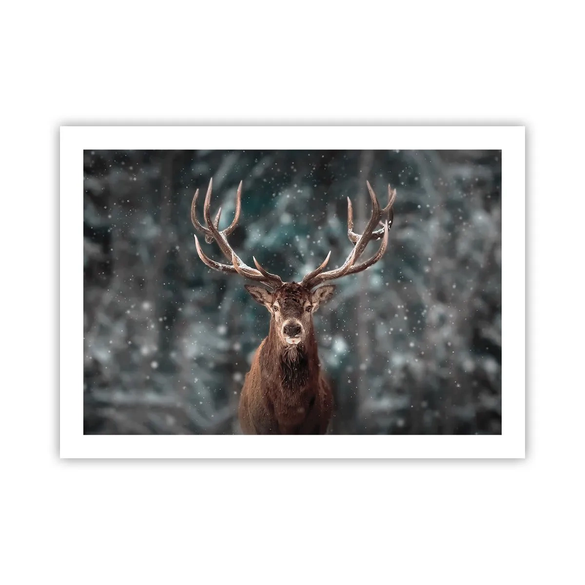 Poster - Regele pădurii a fost încoronat - 70x50 cm