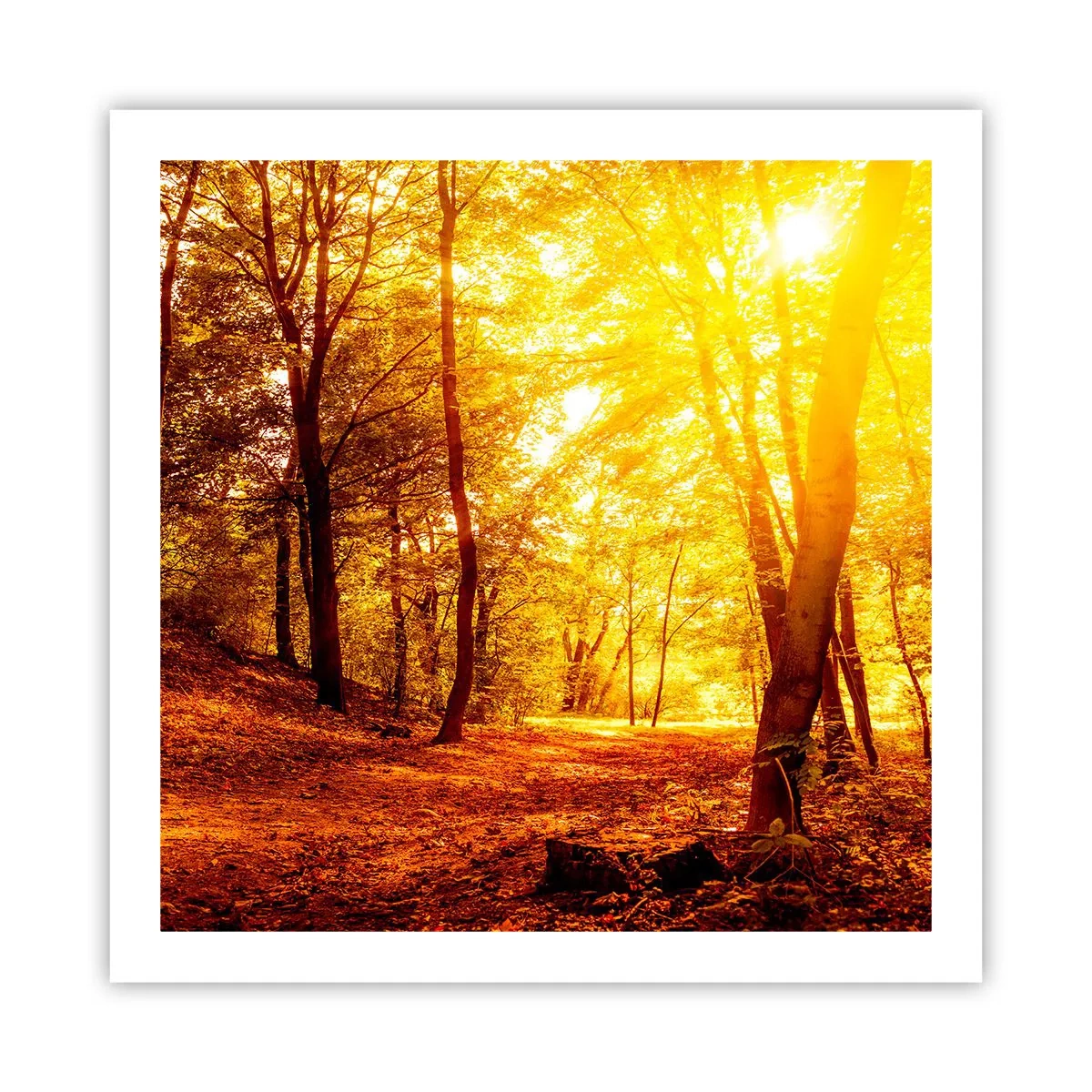 Poster - Spre o poiană de aur - 60x60 cm