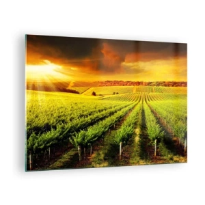 Tablou pe sticlă - Vie în lumina soarelui care apune - 70x50cm - Sub soarele australian - Decorațiune modernă pentru perete pentru living și dormitor ARTTOR