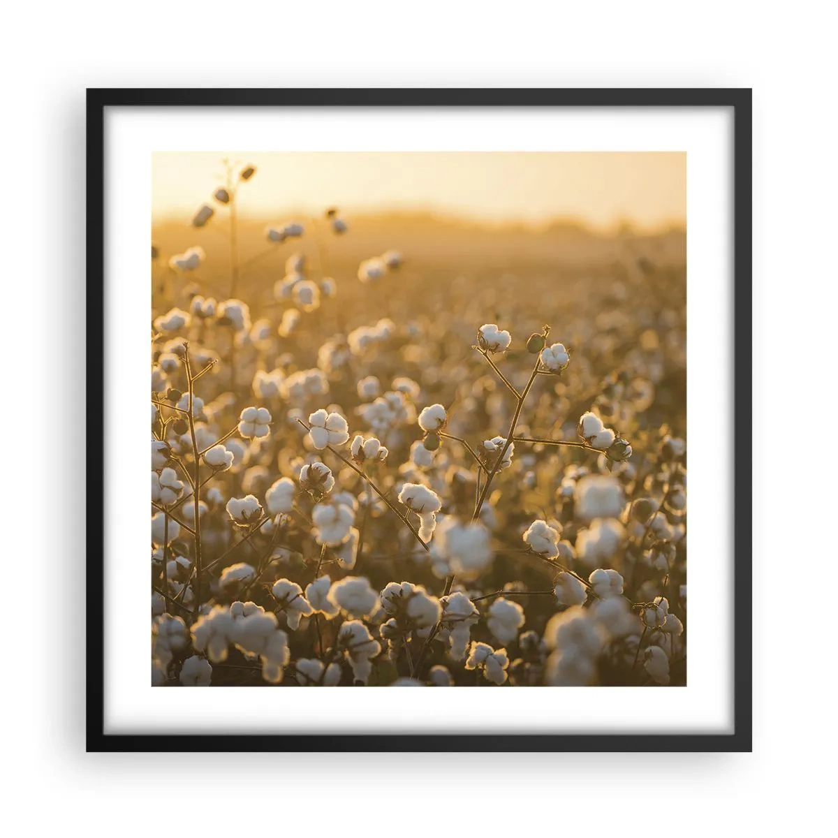 Poster în ramă neagră - Câmp pufos - 50x50 cm