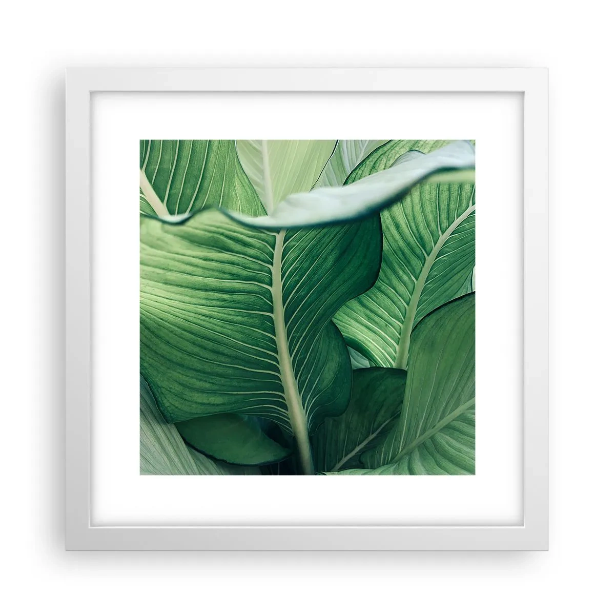 Poster în ramă albă - Viață intensă în verde - 30x30 cm
