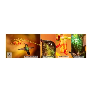 Mostră tapet autocolant Deluxe Sticker - Mesagerul mayaș al luminii - Pasărea Colibri, Pasăre, Natură - 100x30 cm