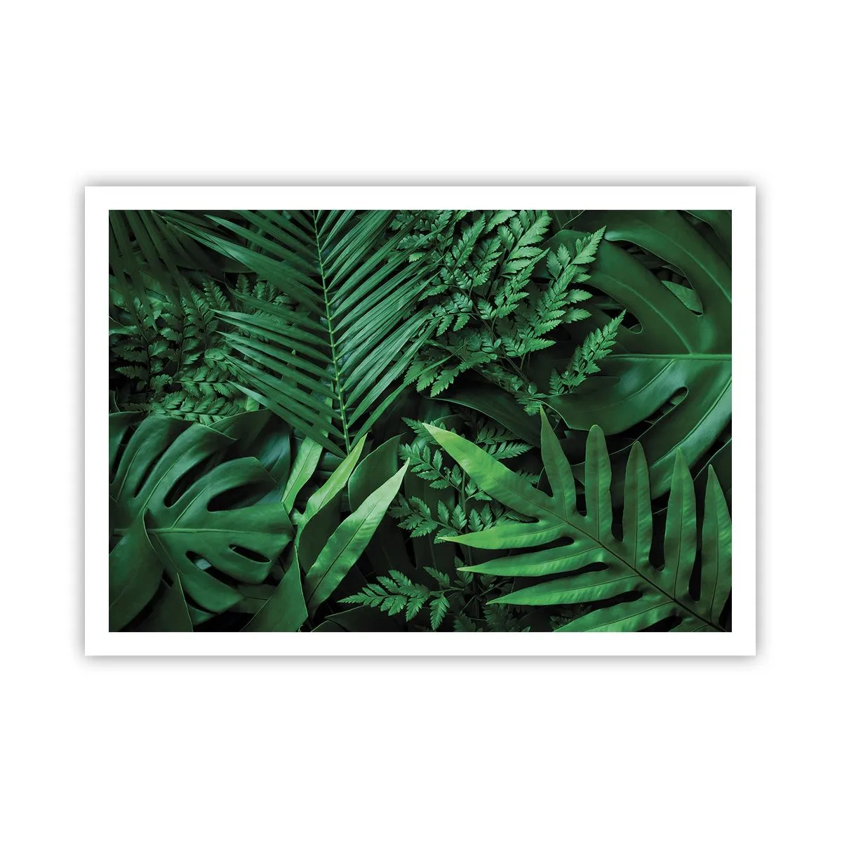 Poster - Înfășurate în verde - 100x70 cm