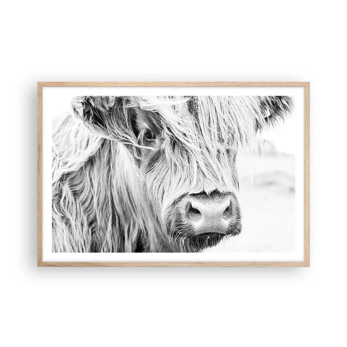 Poster în ramă de stejar deschis - Sălbăticie scoțiană - 91x61 cm