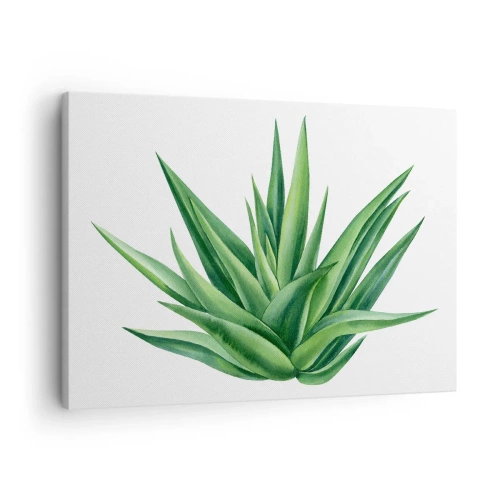 Tablou pe pânză Canvas - O plantă verde suculentă pe fundal alb - 70x50cm - Verde - putere - viață - Decorațiune modernă pentru perete pentru living și dormitor ARTTOR