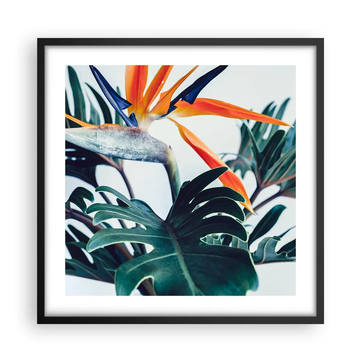 Poster în ramă neagră - Tufiș sau pasăre? - 50x50 cm