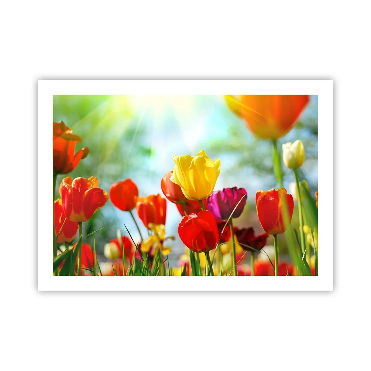 Poster - Toate culorile soarelui - 70x50 cm
