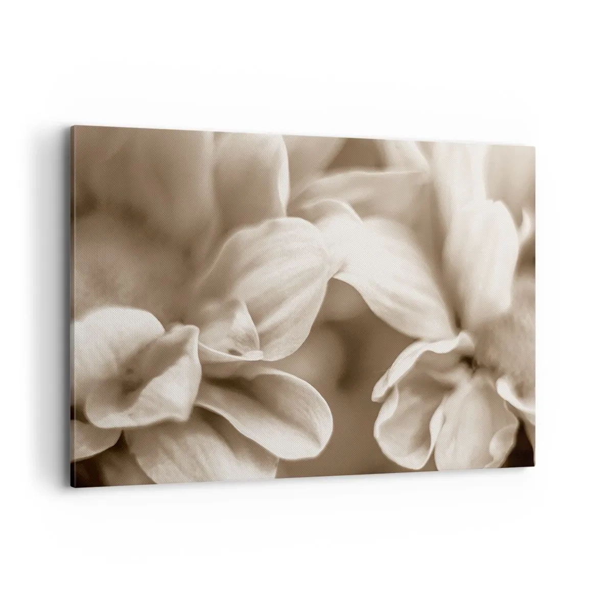 Tablou pe pânză - Blânde ca un zâmbet - 100x70 cm