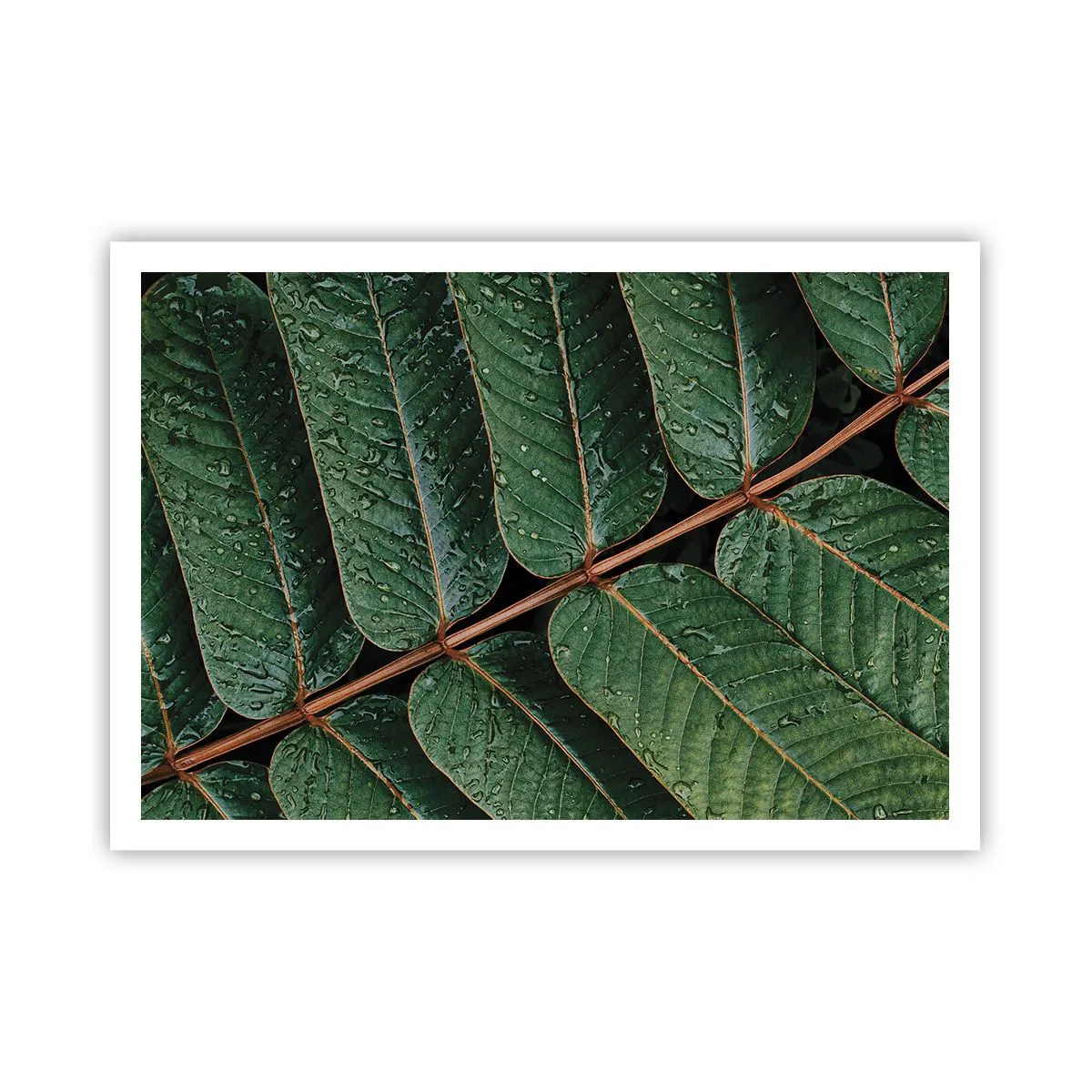 Poster - Într-un ritm verde - 100x70 cm