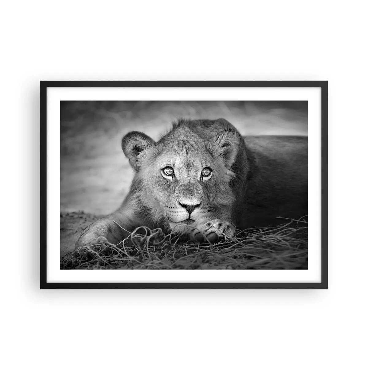 Poster în ramă neagră - Pisicuța regală - 70x50 cm