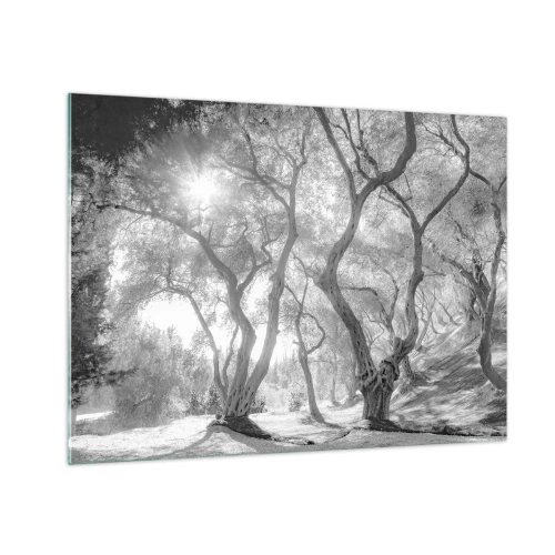 Tablou pe sticlă - Măslini albi și negri în lumina soarelui - 70x50cm - Într-o livadă de măslini - Decorațiune modernă pentru perete pentru living și dormitor ARTTOR