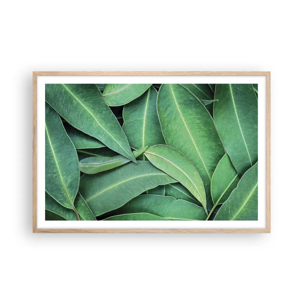 Poster în ramă de stejar deschis - Suculente și proaspete - 91x61 cm