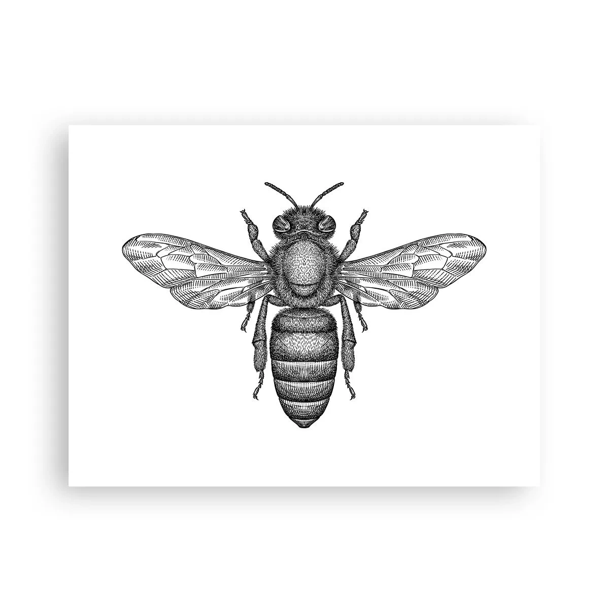 Poster - Portret de insectă - 40x30 cm