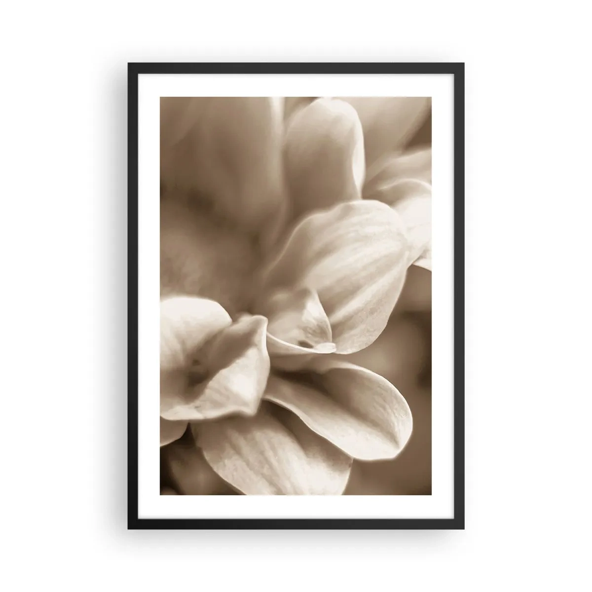Poster în ramă neagră - Un prim-plan al unor petale de flori delicate în tonuri sepia - 50x70cm - Blânde ca un zâmbet - Decorațiune modernă pentru perete pentru living și dormitor ARTTOR