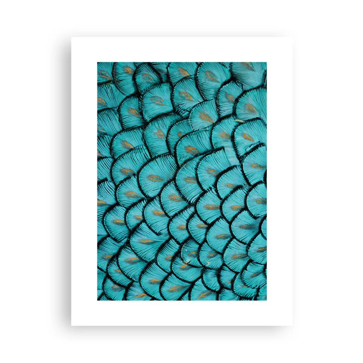 Poster - Marea gală a penelor - 30x40 cm