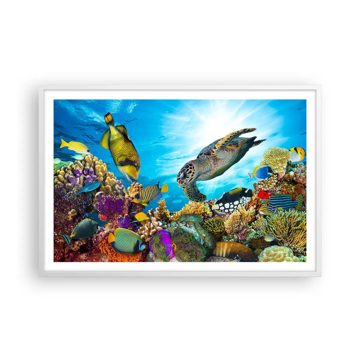 Poster în ramă albă - Promenada de corali - 91x61 cm