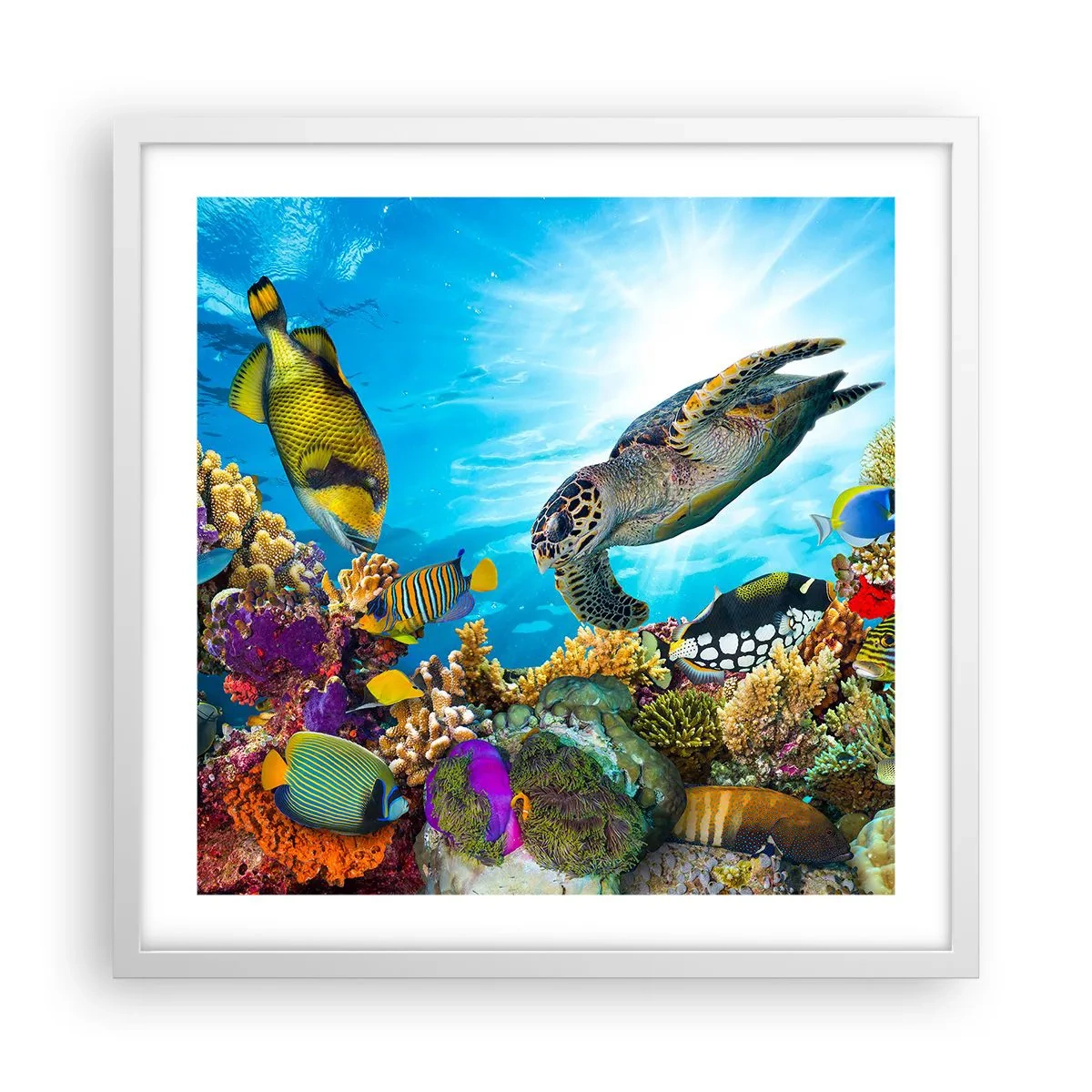 Poster în ramă albă - Promenada de corali - 50x50 cm