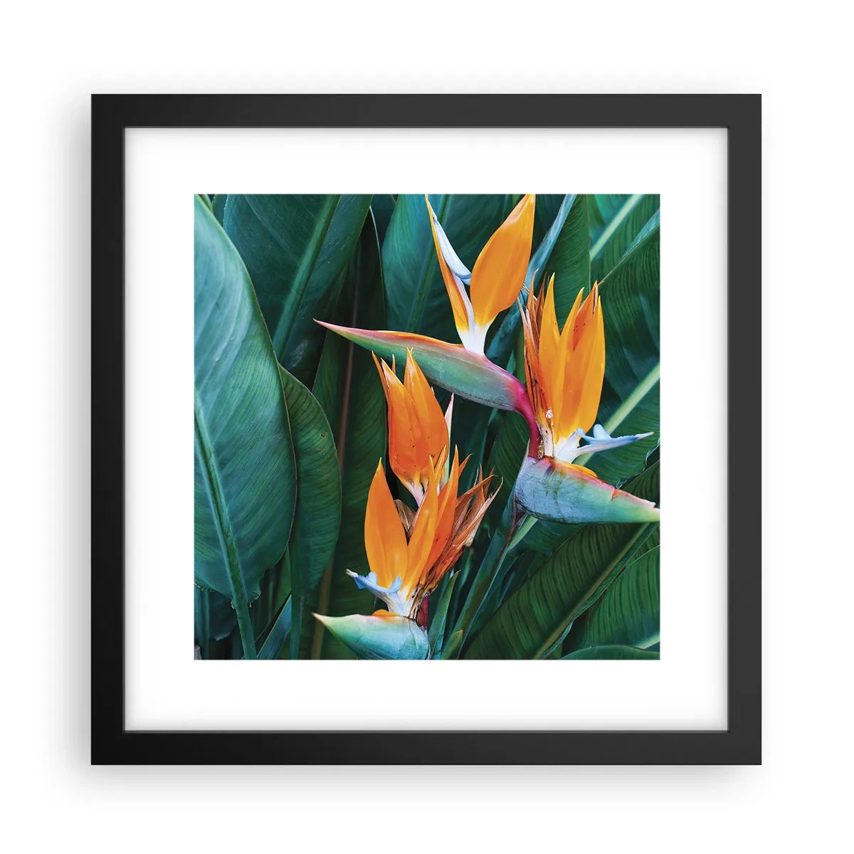 Poster în ramă neagră - Este o floare sau o pasăre? - 30x30 cm
