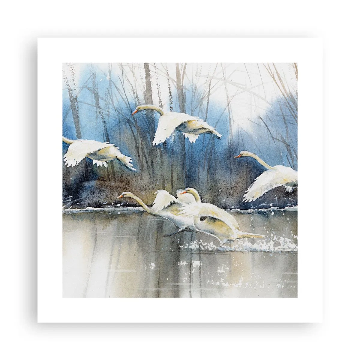 Poster - Dansând cu lebedele sălbatice - 40x40 cm