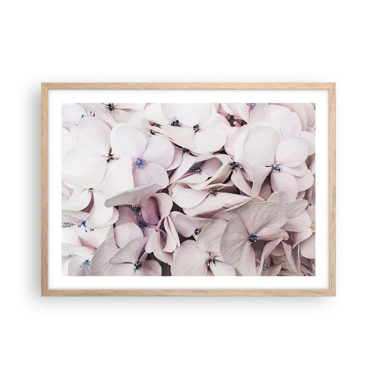 Poster în ramă de stejar deschis - Într-un potop de flori - 70x50 cm