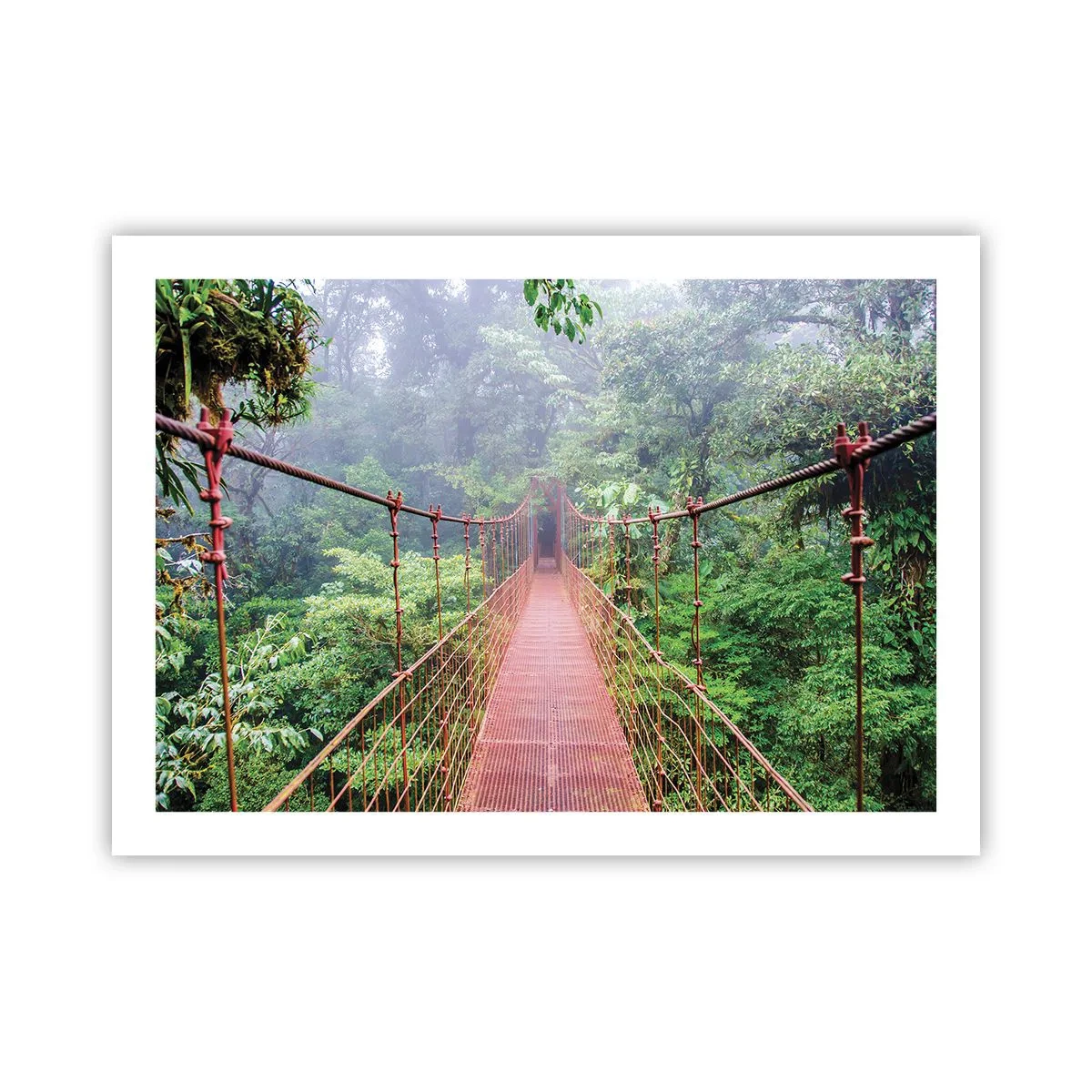 Poster - Suspendat deasupra coroanelor arborilor - 70x50 cm